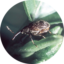 Anthonomus eugenii