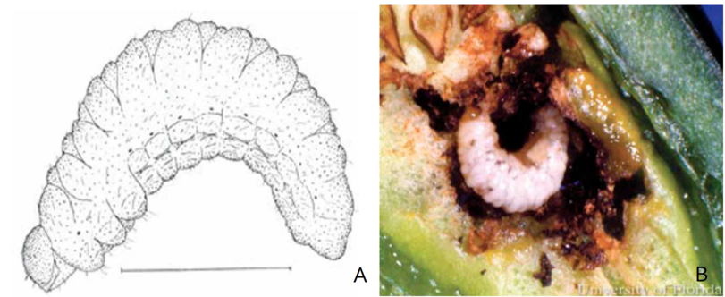 larva