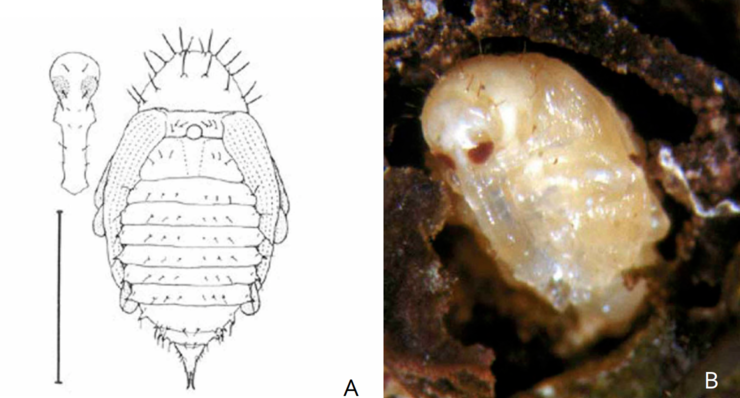 pupa